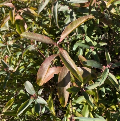 Philotheca myoporoides subsp. myoporoides (Long-leaf Waxflower) at Cotter River, ACT - 29 Jun 2023 by Tapirlord