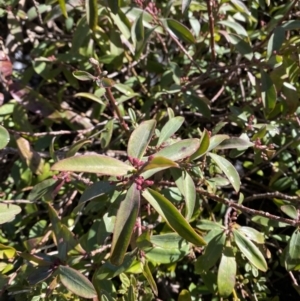 Philotheca myoporoides subsp. myoporoides at Cotter River, ACT - 29 Jun 2023