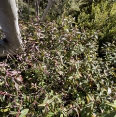 Philotheca myoporoides subsp. myoporoides at Cotter River, ACT - 29 Jun 2023