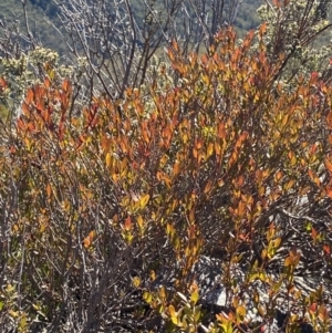 Platysace lanceolata at Cotter River, ACT - 29 Jun 2023