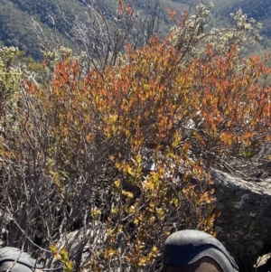 Platysace lanceolata at Cotter River, ACT - 29 Jun 2023