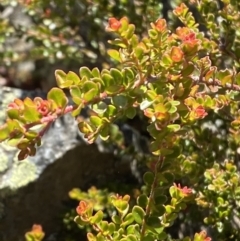 Leionema lamprophyllum subsp. obovatum (Shiny Phebalium) at Cotter River, ACT - 29 Jun 2023 by Tapirlord