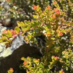 Leionema lamprophyllum subsp. obovatum (Shiny Phebalium) at Namadgi National Park - 29 Jun 2023 by Tapirlord