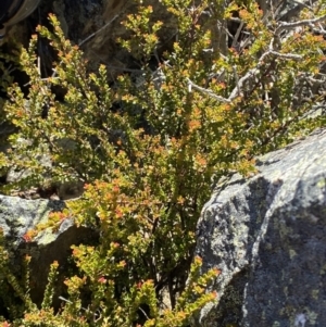 Leionema lamprophyllum subsp. obovatum at Cotter River, ACT - 29 Jun 2023