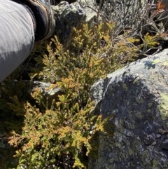 Leionema lamprophyllum subsp. obovatum at Cotter River, ACT - suppressed