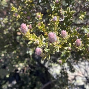 Oxylobium ellipticum at Cotter River, ACT - 29 Jun 2023