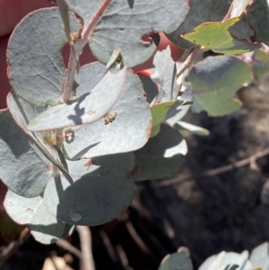 Eucalyptus glaucescens at Namadgi National Park - 29 Jun 2023