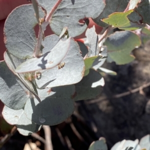 Eucalyptus glaucescens at Namadgi National Park - 29 Jun 2023 11:43 AM