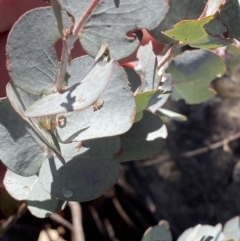 Eucalyptus glaucescens at Cotter River, ACT - 29 Jun 2023