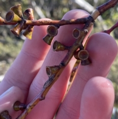 Eucalyptus glaucescens at Namadgi National Park - 29 Jun 2023