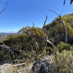 Eucalyptus glaucescens at Namadgi National Park - 29 Jun 2023 11:43 AM
