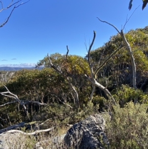 Eucalyptus glaucescens at Cotter River, ACT - 29 Jun 2023