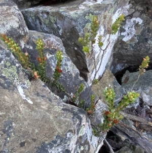 Epacris robusta at Cotter River, ACT - 29 Jun 2023