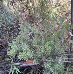 Leucopogon gelidus at Namadgi National Park - 29 Jun 2023 by Tapirlord