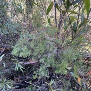 Leucopogon gelidus at Cotter River, ACT - 29 Jun 2023