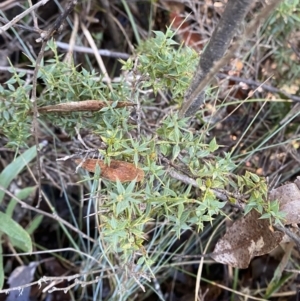 Daviesia ulicifolia subsp. ruscifolia at Cotter River, ACT - 29 Jun 2023 11:32 AM