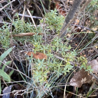 Daviesia ulicifolia subsp. ruscifolia (Broad-leaved Gorse Bitter Pea) at Namadgi National Park - 29 Jun 2023 by Tapirlord