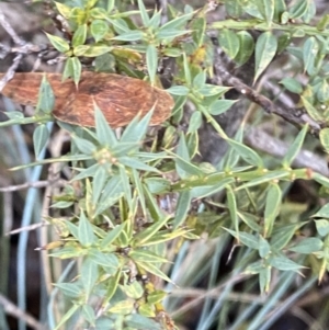Daviesia ulicifolia subsp. ruscifolia at Cotter River, ACT - 29 Jun 2023