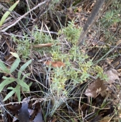 Daviesia ulicifolia subsp. ruscifolia at Cotter River, ACT - 29 Jun 2023 11:32 AM