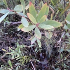 Daviesia mimosoides (Bitter Pea) at Cotter River, ACT - 29 Jun 2023 by Tapirlord