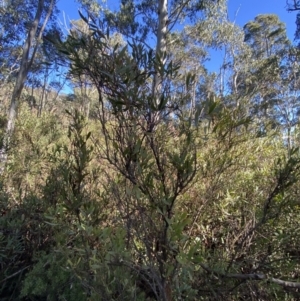 Daviesia mimosoides at Cotter River, ACT - 29 Jun 2023