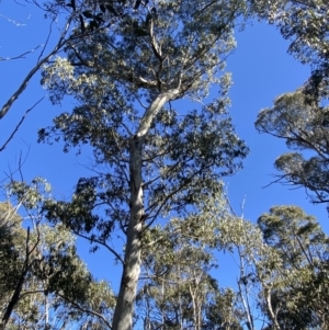 Eucalyptus dalrympleana subsp. dalrympleana at Cotter River, ACT - 29 Jun 2023