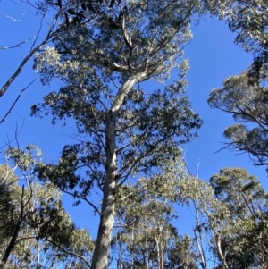 Eucalyptus dalrympleana subsp. dalrympleana at Namadgi National Park - 29 Jun 2023