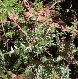 Acrotriche leucocarpa at Cotter River, ACT - 29 Jun 2023