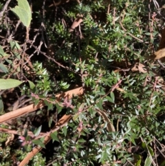 Acrotriche leucocarpa at Cotter River, ACT - 29 Jun 2023