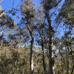 Eucalyptus dalrympleana subsp. dalrympleana (Mountain Gum) at Cotter River, ACT - 29 Jun 2023 by Tapirlord