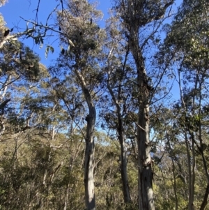 Eucalyptus dalrympleana subsp. dalrympleana at Cotter River, ACT - 29 Jun 2023 11:25 AM