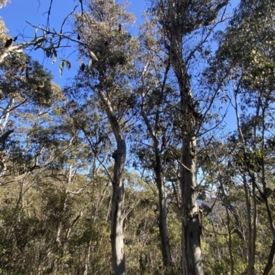 Eucalyptus dalrympleana subsp. dalrympleana (Mountain Gum) at Namadgi National Park - 29 Jun 2023 by Tapirlord