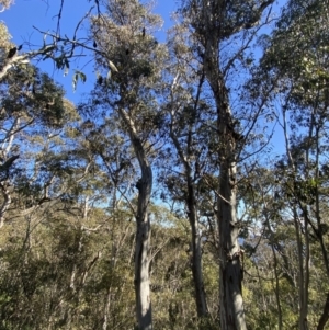 Eucalyptus dalrympleana subsp. dalrympleana at Cotter River, ACT - 29 Jun 2023