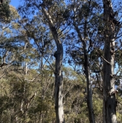 Eucalyptus dalrympleana subsp. dalrympleana at Cotter River, ACT - 29 Jun 2023 11:25 AM