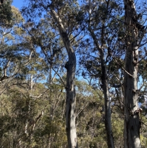Eucalyptus dalrympleana subsp. dalrympleana at Cotter River, ACT - 29 Jun 2023
