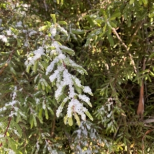 Persoonia subvelutina at Cotter River, ACT - 29 Jun 2023