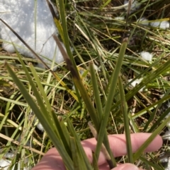 Lomandra longifolia (Spiny-headed Mat-rush, Honey Reed) at Tidbinbilla Nature Reserve - 29 Jun 2023 by Tapirlord