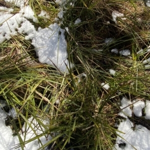 Lomandra longifolia at Paddys River, ACT - 29 Jun 2023