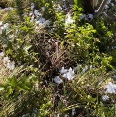 Veronica derwentiana (Derwent Speedwell) at Paddys River, ACT - 29 Jun 2023 by Tapirlord