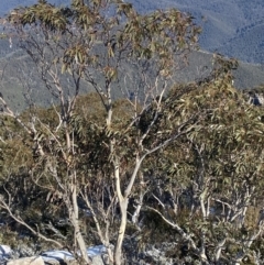 Eucalyptus pauciflora subsp. pauciflora (White Sally, Snow Gum) at Cotter River, ACT - 29 Jun 2023 by Tapirlord