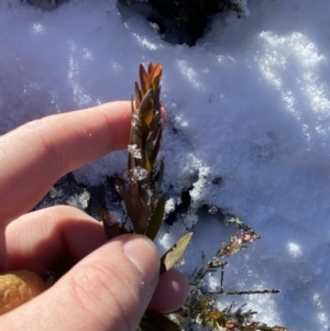 Platysace lanceolata at Cotter River, ACT - 29 Jun 2023