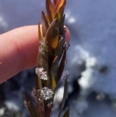 Platysace lanceolata at Cotter River, ACT - 29 Jun 2023