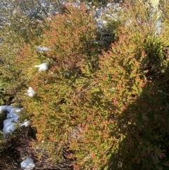 Leionema lamprophyllum subsp. obovatum at Paddys River, ACT - 29 Jun 2023