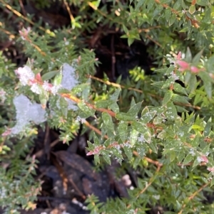 Acrotriche leucocarpa at Paddys River, ACT - 29 Jun 2023