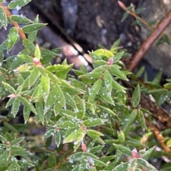 Acrotriche leucocarpa at Paddys River, ACT - 29 Jun 2023