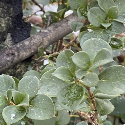 Coprosma hirtella (Currant Bush) at Cotter River, ACT - 29 Jun 2023 by Tapirlord