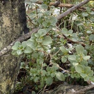 Coprosma hirtella at Cotter River, ACT - 29 Jun 2023