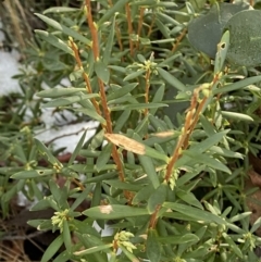 Leucopogon gelidus at Namadgi National Park - 29 Jun 2023 by Tapirlord