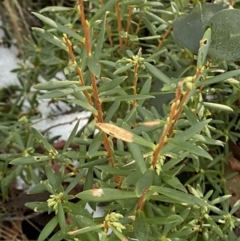 Leucopogon gelidus at Cotter River, ACT - 29 Jun 2023 by Tapirlord