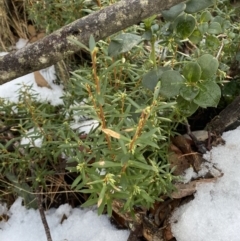 Leucopogon gelidus at Cotter River, ACT - 29 Jun 2023 10:10 AM